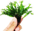 PLANTEREST Microsorum Java Fern 'Windelov' Potted Easy Live Aquarium Plant Decorations BUY2GET1FREE