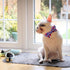 Dog Collar, 4th of July Independence Day American Flag Bowtie Collar for Small Medium Large Dogs, Durable Pet Bow Collar