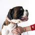 Pettsie Matching Dog Collar and Owner Bracelet - Adjustable for Small & Medium Dogs, Red Hemp