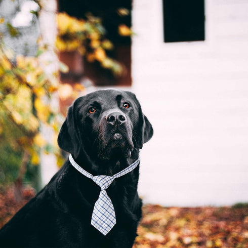 Segarty Dog Neck Bow Ties for Small Dogs, Adjustable Collar Pet Bowties, Bulk Grooming Bows for Christmas,