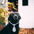 Segarty Dog Neck Bow Ties for Small Dogs, Adjustable Collar Pet Bowties, Bulk Grooming Bows for Christmas,
