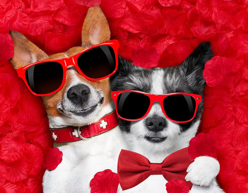 Amajiji Dark Red Formal Dog Bow Ties for Medium & Large Dogs (D114 100% Polyester)