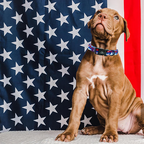 Independence Day Dog Collar by Elegant little tail, Adjustable Patriotic Holiday Collar for Small Medium Large Dogs