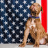 Independence Day Dog Collar by Elegant little tail, Adjustable Patriotic Holiday Collar for Small Medium Large Dogs