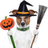 Halloween Dog Collar, Soft Comfy Collar with Spooky Ghost Skull Bat Cat Witch Tree Hat Pumpkin Pattern for Small Medium