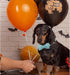 Lionheart Glory Dog Collar - Fall Pumpkin Bow Adjustable Collar for Medium Dogs