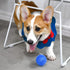 Squeaky Fetch Spike Balls TPR Toys for Small Dogs, Puppy Rubber 6 Pack, Bright Colors Chew Teething Toys