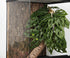 WOLEDOE Reptile Plants for Terrarium, Amphibian Habitat Decor Artificial Hanging Plants with Suction Cup - Fake Swiss