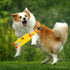 AMOR PRESENT Squeaky Rubber Chicken, Pirate Squeeze Chicken Toy for Halloween Party, Chew Toy for Pets, Prank Novelty