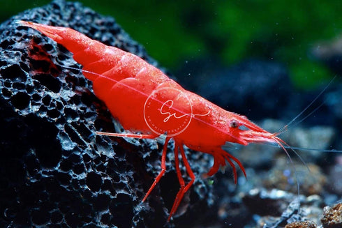 Swimming (10, BL00DY Creatures Freshwater Aquarium Shrimp - A Perfect Combo to Brighten Your Aquarium! Premium Mary)