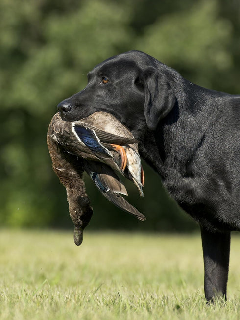 Ultimate Teal Hunting Dog Training Scent and Realistic Teal Duck Dummy, Waterfowl Puppy Gundog Training Kit
