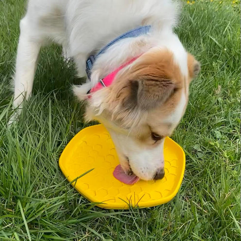 Hive Frisbee for Dogs - Dog Disc for Fetch - Floats in Water - Includes Lick Mat on Back - Made in The USA