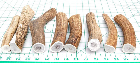 Extra Large 2-Pack Elk Antler Dog Chews, 6 to 10 inches Long for Medium to Large Dogs and Puppies