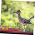 MUELODSIC Interactive Parrot Training Ring for Medium to Large Birds Wooden Tabletop Stacking Game to Enhance