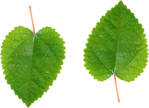 Awesome Aquatic Mulberry Shrimp Leaves Natural Botanical Leaf Food Organic Treat Aquarium Fish Shrimp Terrarium High Protein Vitamin Mineral Fiber Healthy Habitat Environment (Mulberry 10 pk)