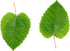 Awesome Aquatic Mulberry Shrimp Leaves - 20 pk Natural Botanical Leaf Food for Healthy Aquarium Habitat