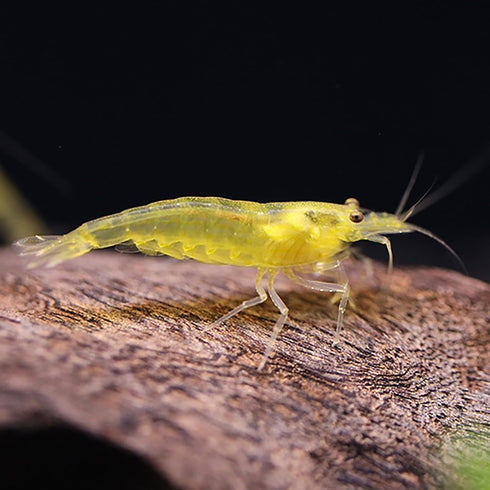 Aquatic Arts Lemon Yellow Amano Shrimp Live Freshwater Algae-Eater (Caridina multidentata) |