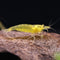Aquatic Arts Lemon Yellow Amano Shrimp Live Freshwater Algae-Eater (Caridina multidentata) |