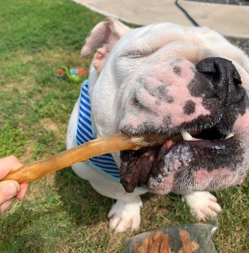 Beef Tendons for Dogs - 6-10 Inch Grass Fed Farm-Raised Treats, All Natural Dental Chews (5 Count)