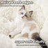 Anti Anxiety Round Fluffy Plush Faux Fur Dog Bed & Cat Bed, Original Bed for Small Medium Large Pets, Relieves Joints