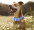 Wisedog Waterproof Dog Collar: Multiple Adjust 7" to 23.6", Soft Rubber Coated Webbing for Small Medium Large Dogs