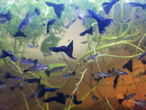 Generic 1 +2 Trio Blue Moscow Live Guppy Fish VIP Grade A, Free Yellow Back Shrimp