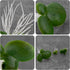 Framendino 36 Pack Artificial Mini Duckweed with Root for Aquarium Fish Tank Decor