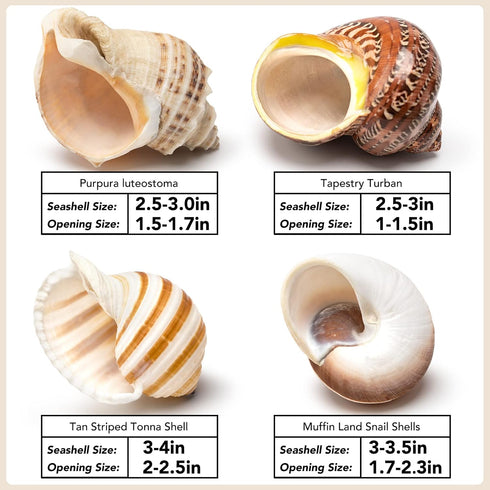 4 Set (2.5"-4" 1"-1.5" Shell Hermit Crab Assorted for Medium to Large Hermit Crabs Size / Opening)
