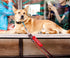 Please Don't Pet I'm a Little Anxious Dog Leash Sleeve Wrap, Accessory for Walking, Pet Birthday Gift for Dog Lovers