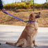 Hyhug Pets Reflective Dog Collar with Jacquard Weave Solid Color Nylon for Daily Walking and Training (Small, Ultra