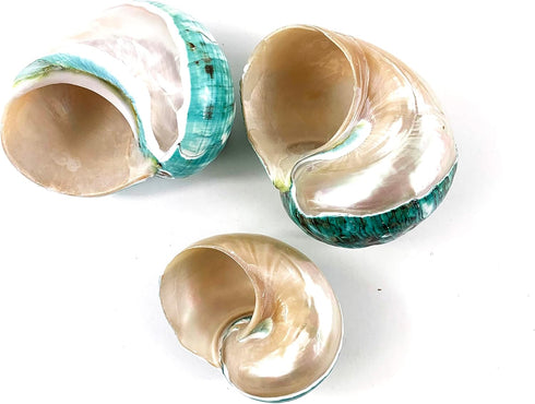 Heyiwell Shells3.5~4.5" Inch Large Polished Jade Top Turbo Seashells&Hermit Crab