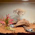 Woyrise Reptile Plants Succulent, Artificial Desert Plant for Terrarium Decor, Bearded Dragon Tank Accessories fit