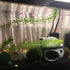 Aquarium Mushroom House Decorations, Small Ceramic Pleco Caves for Betta Fish Tank Accessories