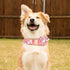 Girl Dog Collar with Detachable Flower, Adjustable Floral Pattern Soft Cotton Collars for Small to Large Dogs