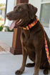 Country Brook Petz Deluxe Orange Sunset Camo Dog Collar - Made in The U.S.A. (1 Inch, Medium)