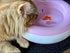 XMHF Aquarium Fish Bowl Tank Artificial Floating Plastic Orange Decor, Goldfish Ornament, 10PCS