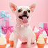 Valentine's Day Dog Collar for Medium Dog,White Red Pink Love Male Dog Collar with Safety Metal Buckle Adjustable Puppy Collars for Small Large Boy & Girl Dog,M-Neck 13.5"-22"