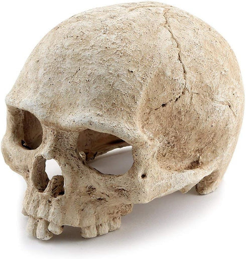 Aquarium Resin Skull for Aquarium Decoration and Reptile House Cave