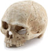 Aquarium Resin Skull for Aquarium Decoration and Reptile House Cave