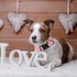 ARING PET Valentine's Day Dog Collar, Cute Cotton Heart Adjustable Pink Collar for Girl Puppy with Quick Release Buckle