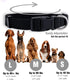 Native Pup Basic Nylon Dog Collar, Adjustable for Small, Medium, Large Pets & Puppies, Cute Colors (Large, Black)