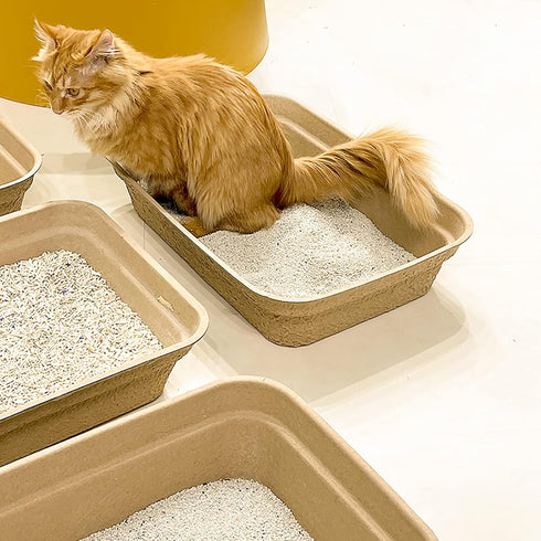8 Pack 16.7" 13" 4" WUWEOT Disposable Cat Litter Box, Paper Cat Litter Tray Pet Litter Pan, X X Travel Small Animal