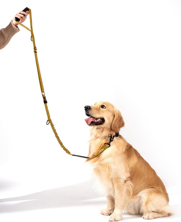 Shock Absorbing Bungee Dog Leash 4-7 ft. for Golden Retrievers with Padded Handle, Seatbelt Buckle, Reflective
