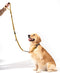 Shock Absorbing Bungee Dog Leash 4-7 ft. for Golden Retrievers with Padded Handle, Seatbelt Buckle, Reflective