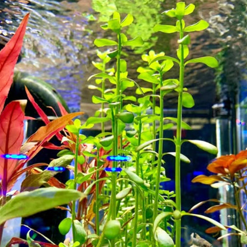 Generic (3-Count) Bacopa Monnieri Live Freshwater Aquarium Stem Plant | Hardy, Versatile, Fast-Growing Aquatic Plant