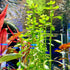 Generic (3-Count) Bacopa Monnieri Live Freshwater Aquarium Stem Plant | Hardy, Versatile, Fast-Growing Aquatic Plant