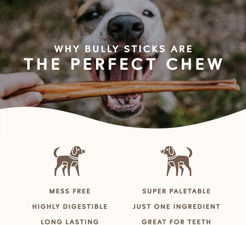 Earthly Maplewood Smoked Large Bully Sticks - Thick Bully Sticks for Large Dogs, 6-inch, 10 Pack