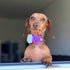 12pcs 1.6" Rose Small Dogs Collar Bows, Flowers for Wedding Birthday Party Collars Decor