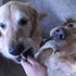 hotspot pets Full-Size Cow Hooves for Dogs | All-Natural Long Lasting Chews from Grass Fed Cattle