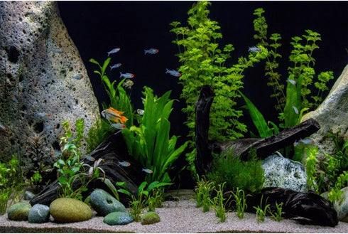 AWERT 36x24 inches Vinyl Background, Underwater Aquatic Plant Fish Tank Background, Stone River Bed & Lake